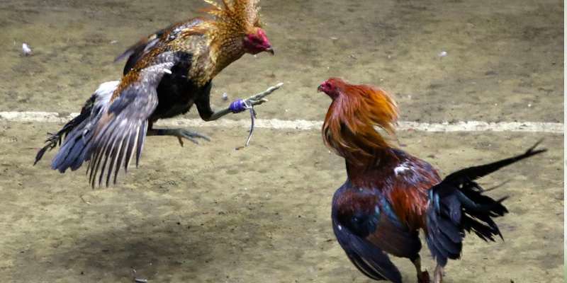 Bí quyết chơi đá gà 98 win thắng lớn