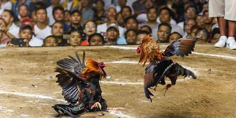 Các hình thức đá gà tại 98 win