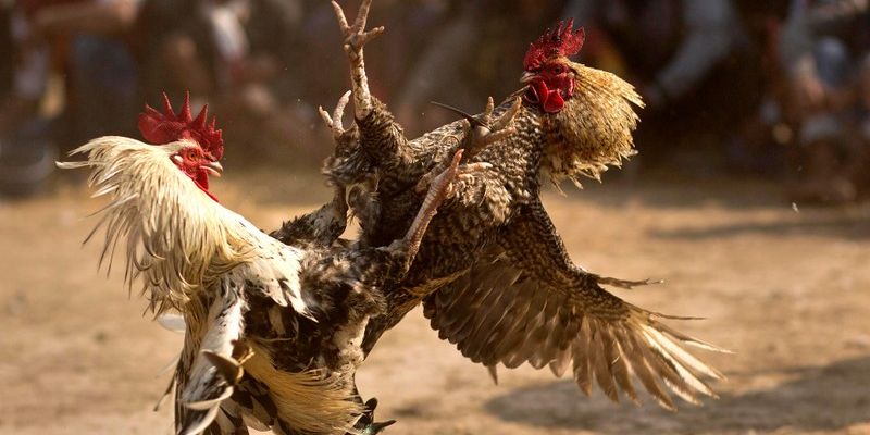 Game đá gà 98win